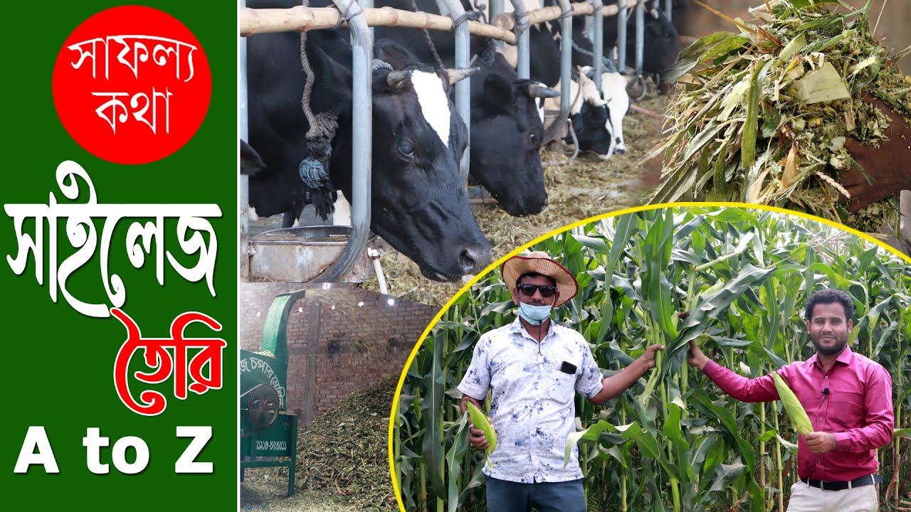 সাইলেজ কেন খাওয়াবেন ? খুব সহজে ভুট্টার সাইলেজ তৈরি পদ্ধতি A to Z | Silage Making - Safollo kotha