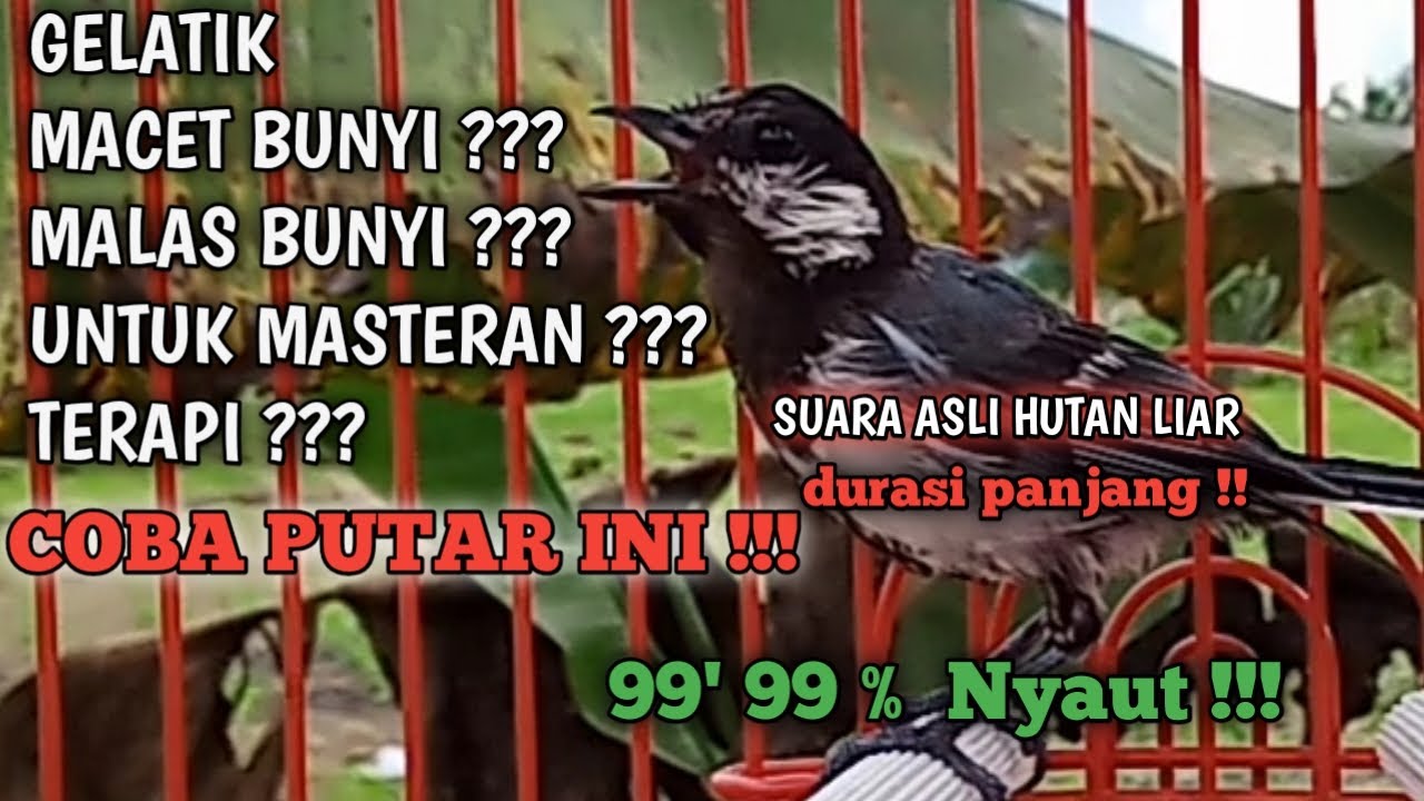 GELATIK BATU GACOR || KHUSUS UNTUK GELATIK YANG MALAS BUNYI MACET PALING AMPUH || LANGSUNG NYAUT !!!