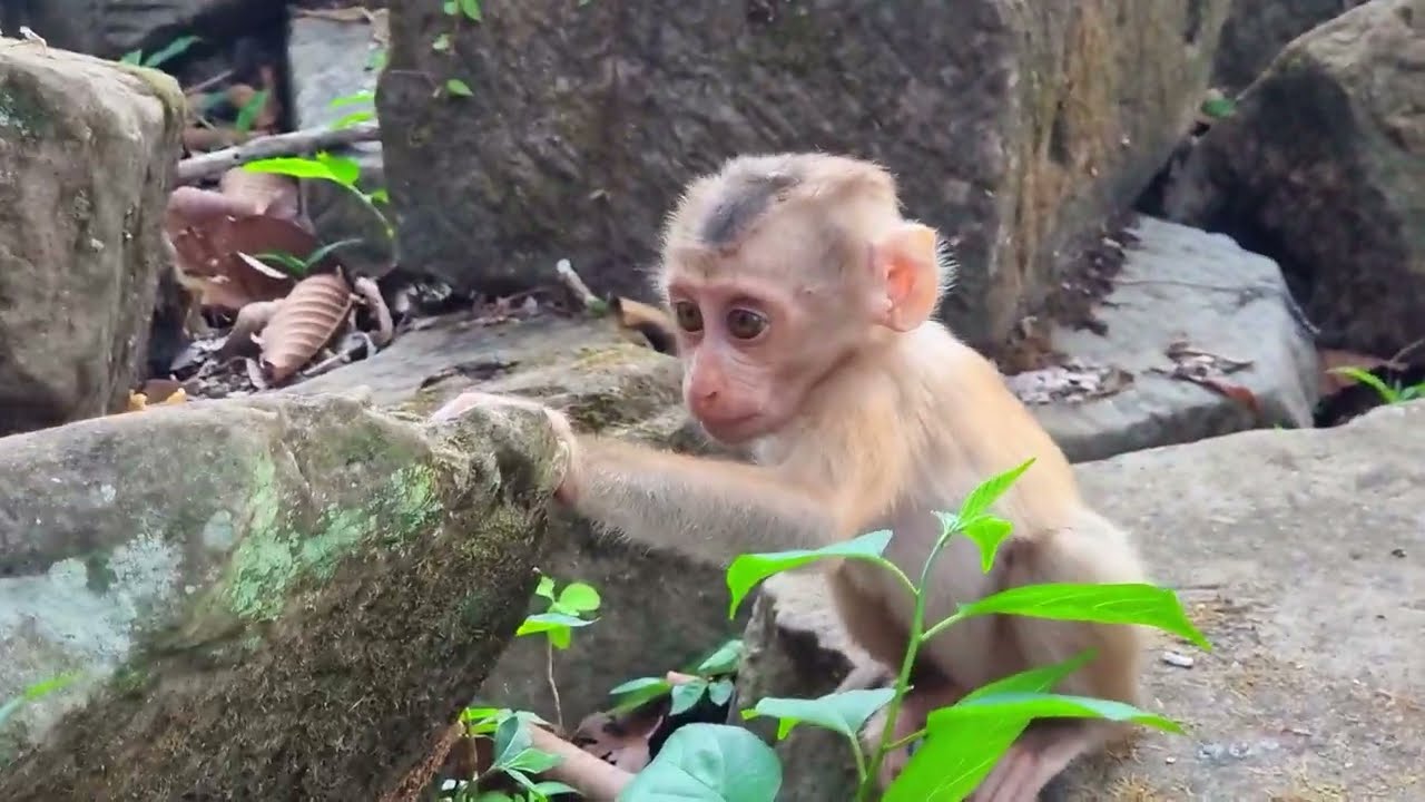 Don't play like this to baby monkey | Lily fall on the land