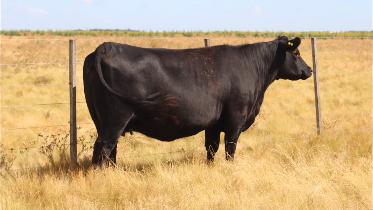 La Soñadora, otra nueva donante argentina Angus con embriones en Europa. Genética  pastoril única.