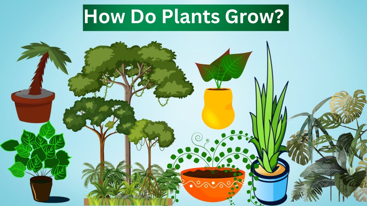 Plants'  Fascinating Process Growth !!!