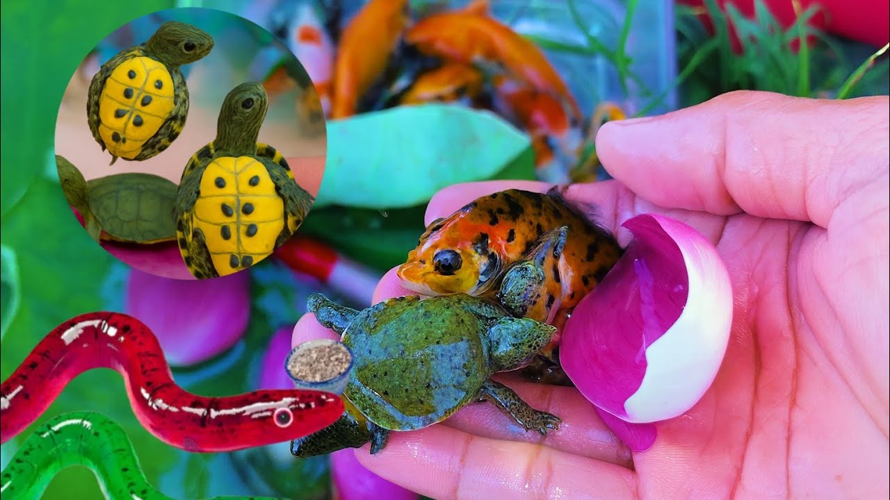 Catch Fish in the fields, We Found Ornamental Fish in the Fields – Koi, Goldfish, Guppy & More!