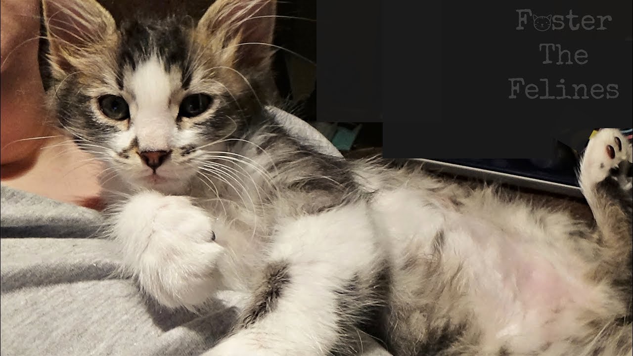 Purring Foster Kittens ~ Litter #25