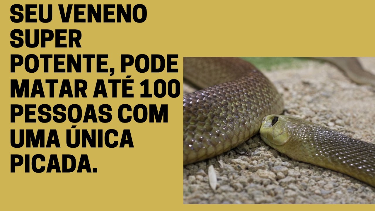 TAIPAN DO INTERIOR ( A mais venenosa)