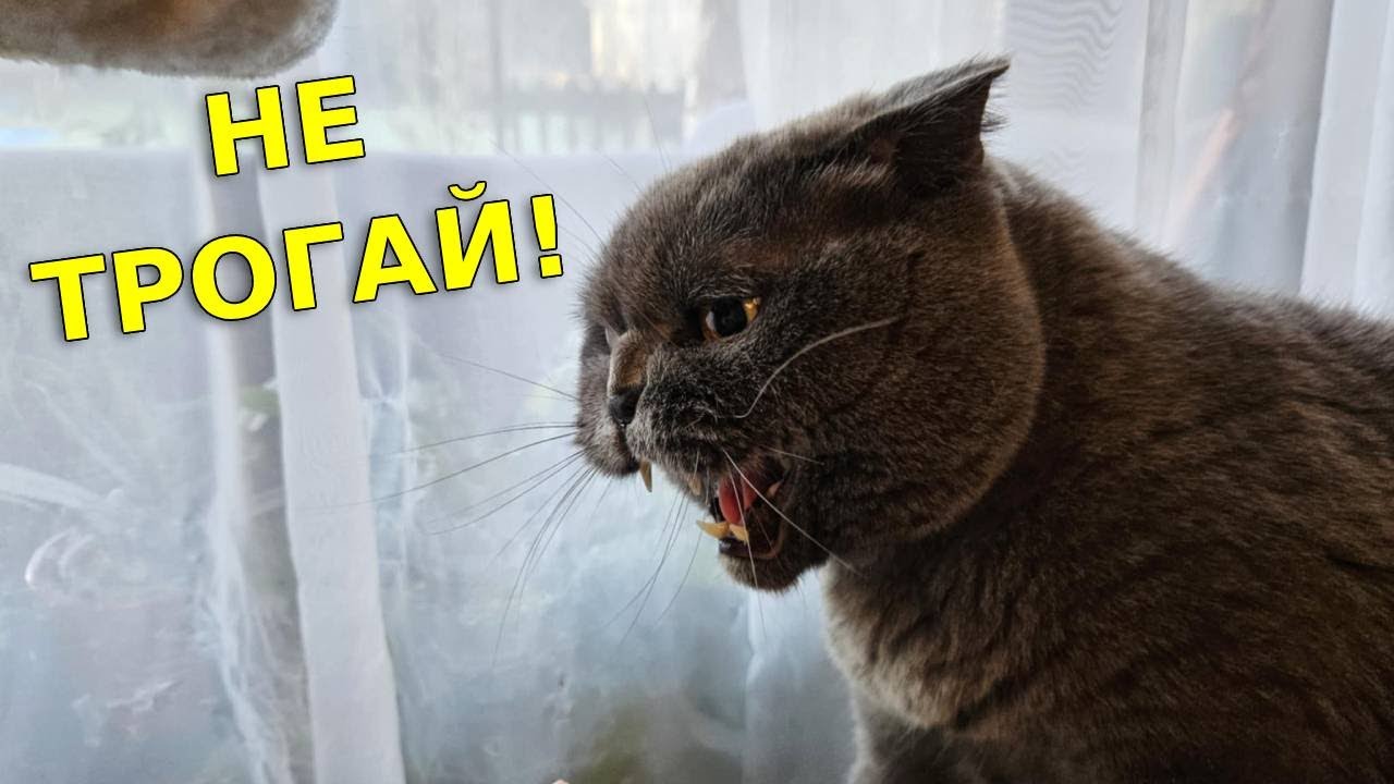 Когда кот сказал: НЕ ТРОГАЙ МЕНЯ! / Британский кот / Смешные животные 
