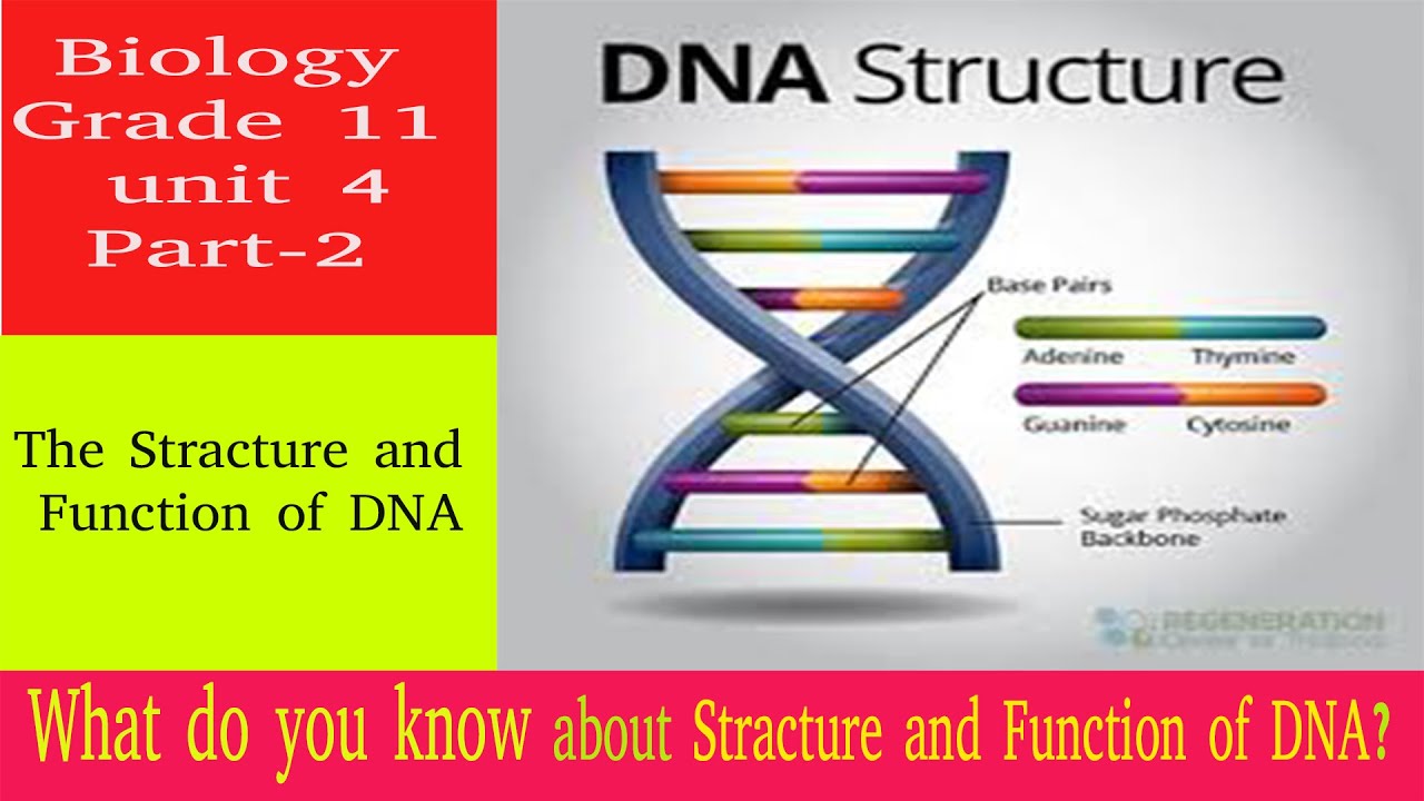 Biology Grade 11 unit 4 part 2