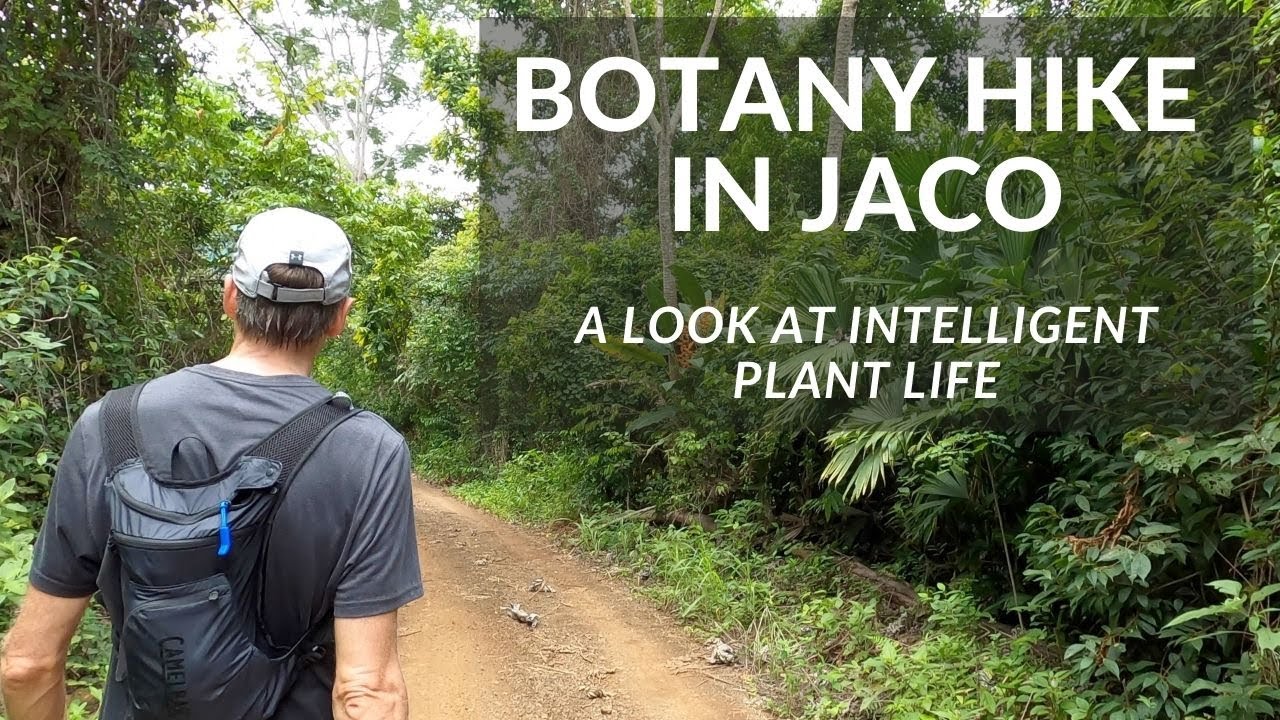 BOTANY HIKE IN JACO:  A LOOK AT INTELLIGENT PLANT LIFE