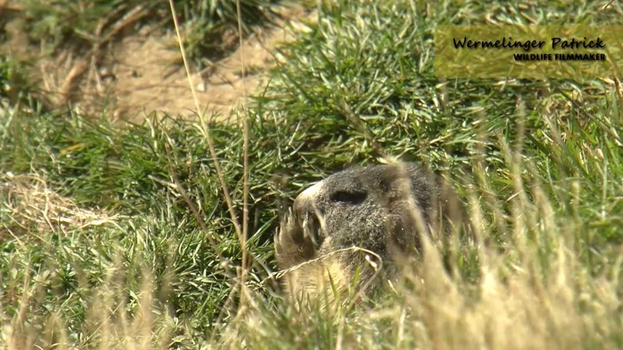 La Marmotta delle Alpi
