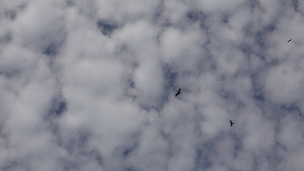 A VERY REAL Sky  |  Fluffy, rich, thick clouds and wispy moments too   |  January 07, 2025 (#2)