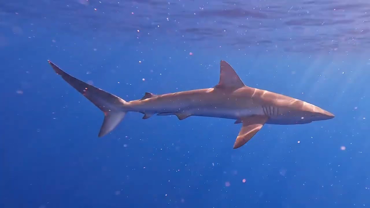 What comes from the deep