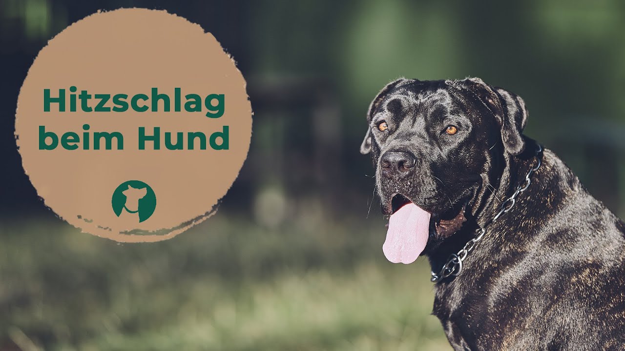 Sommerhitze und Hitzschlag | Was du bei deinem Hund beachten solltest