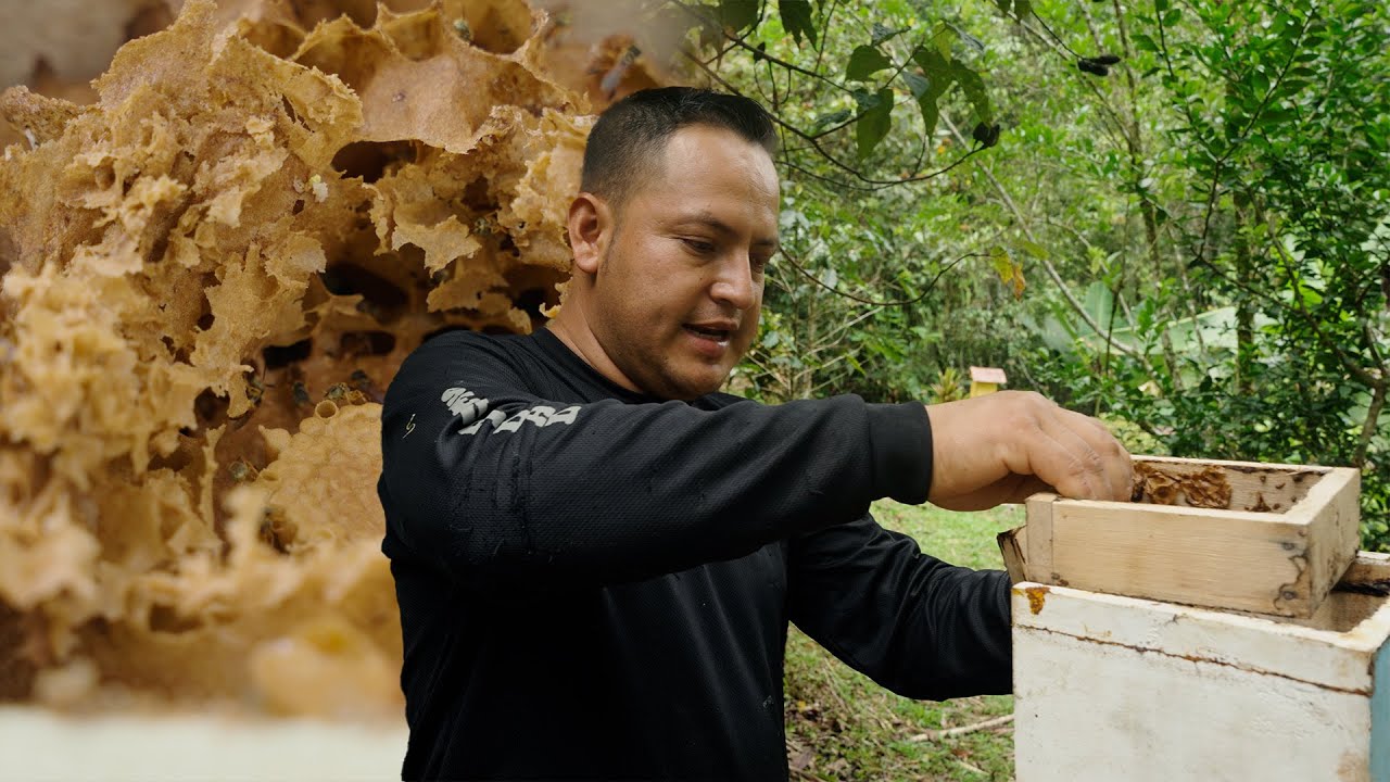 Mira el DESARROLLO de estas divisiones de ABEJAS ANGELITAS 🐝🍯