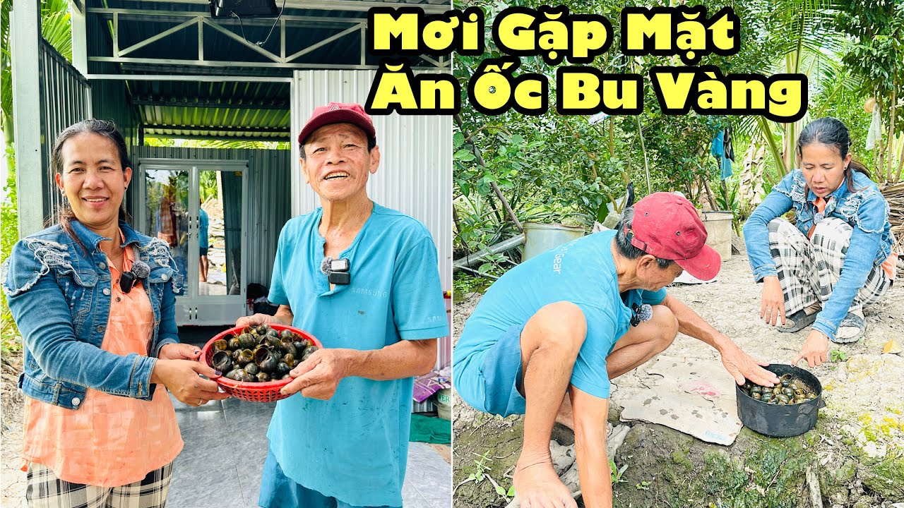 Lần đầu tiên quy xuống thăm chú giá liền đi làm ốc bươu vàng đem về luộc quy mừng hơn được ăn tết