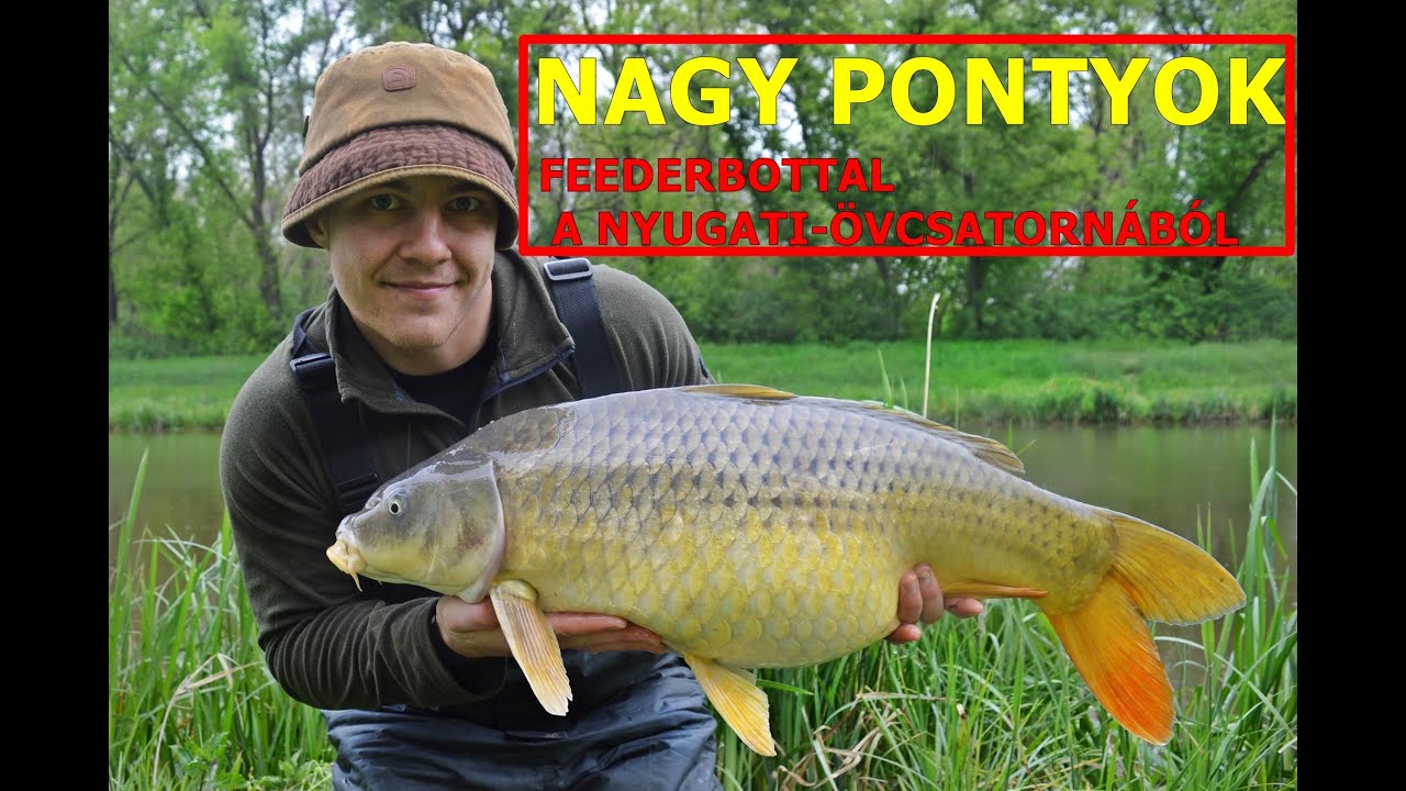 Nagy pontyok feederbottal a Nyugati-övcsatornából