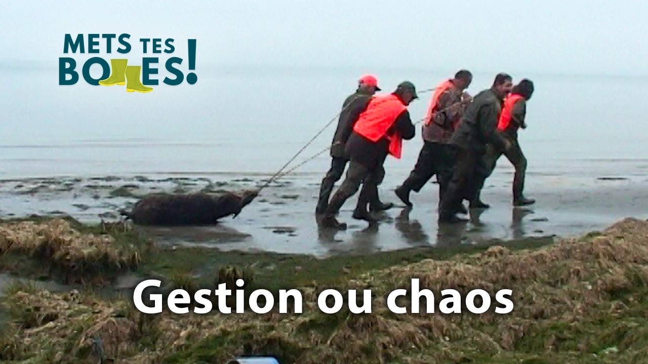 Forêt de la Coubre : pourquoi la chasse y est indispensable