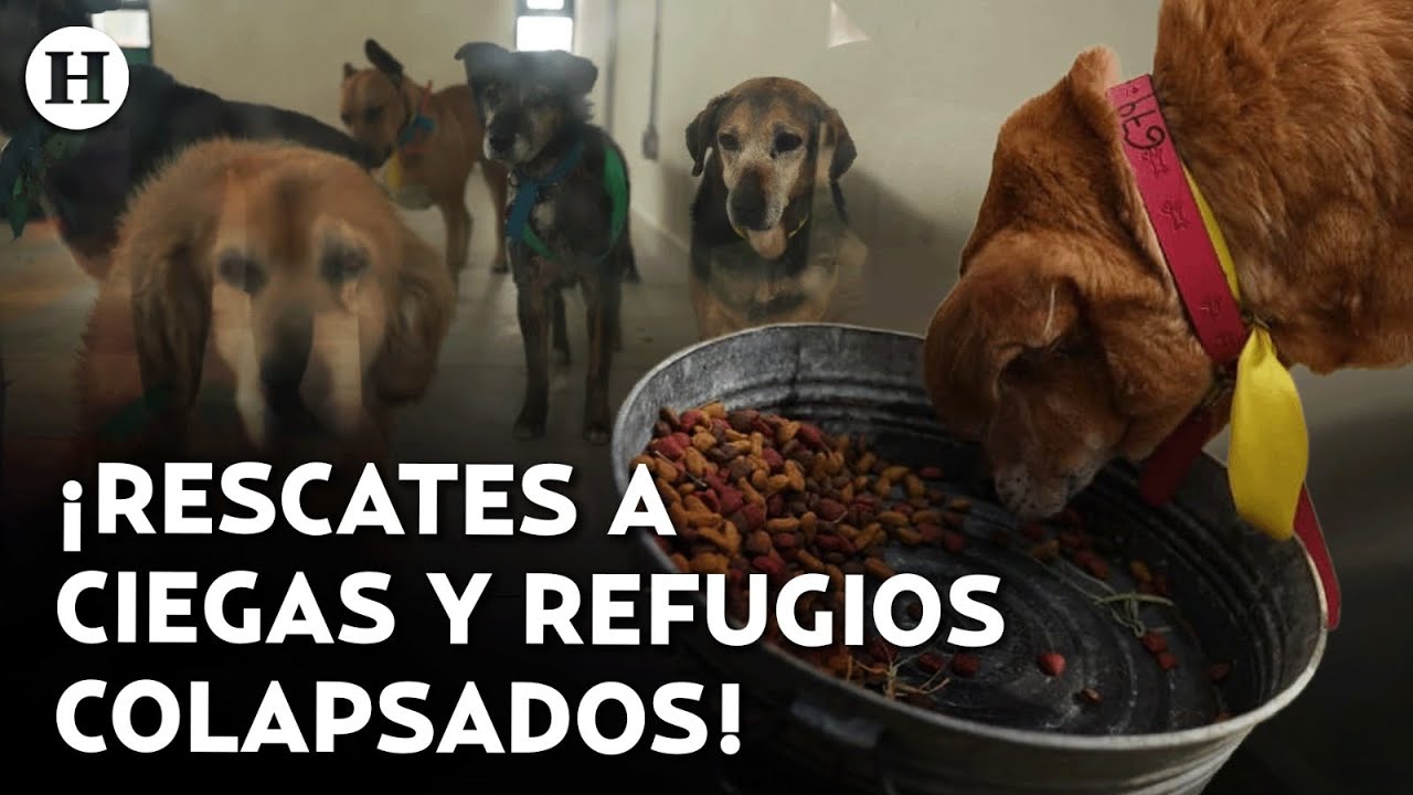¿Perros sufren en los refugios? Rescates sin protocolos revelan el horror que sufren los lomitos