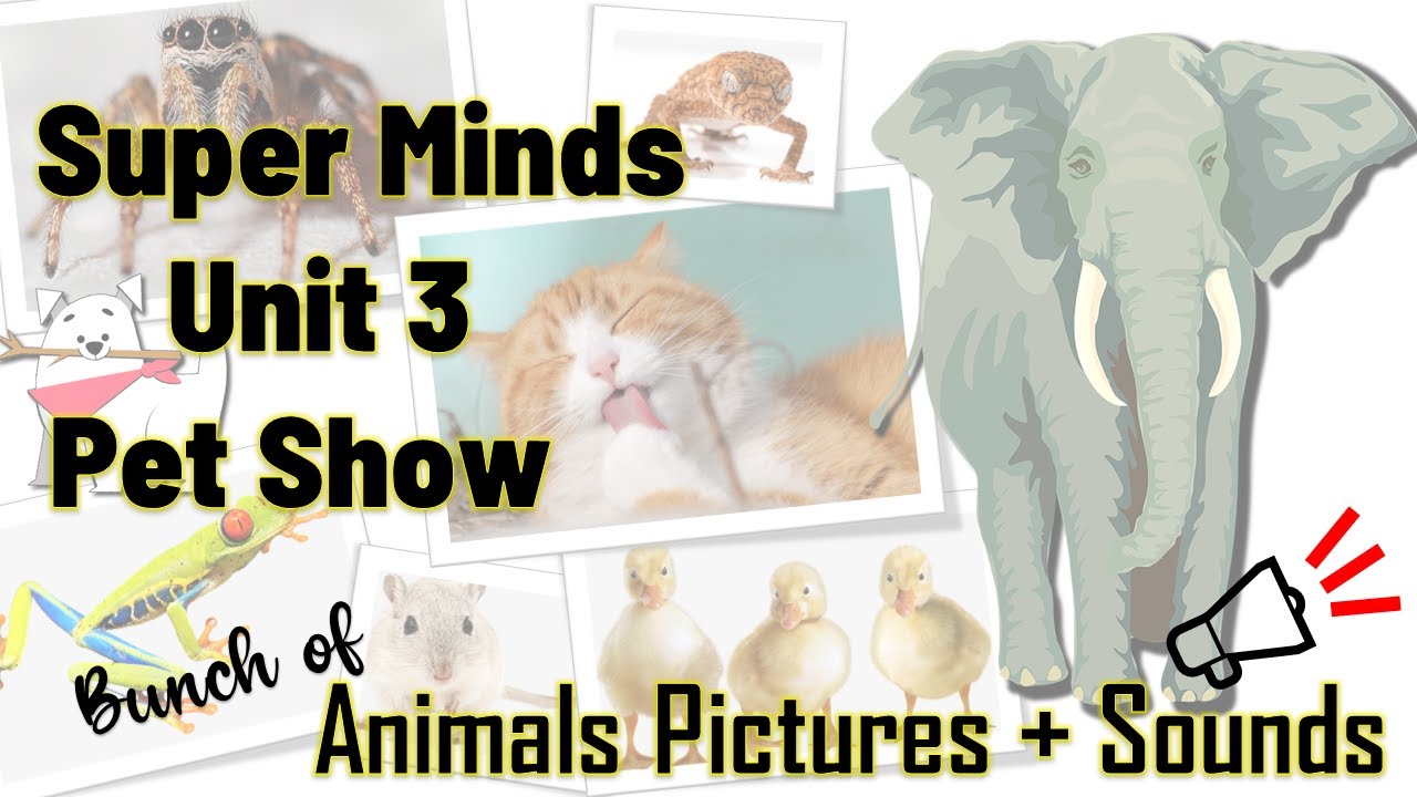 Super Minds Unit 3 Animal Pictures+ Sounds Effect pg34Pet Show CD1-47, CD1-48  Free Flashcard+Wrksht
