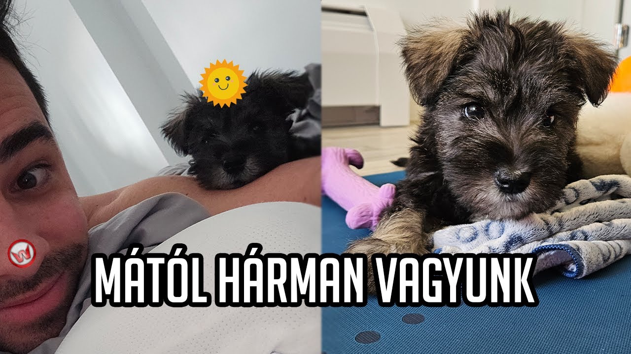 M&aacute;t&oacute;l h&aacute;rman folytatjuk a kanadai kalandokat! 🐶🌞
