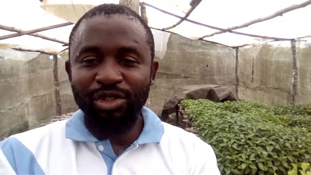 Nursery Grow Media: Cocopeat Vs Compost
