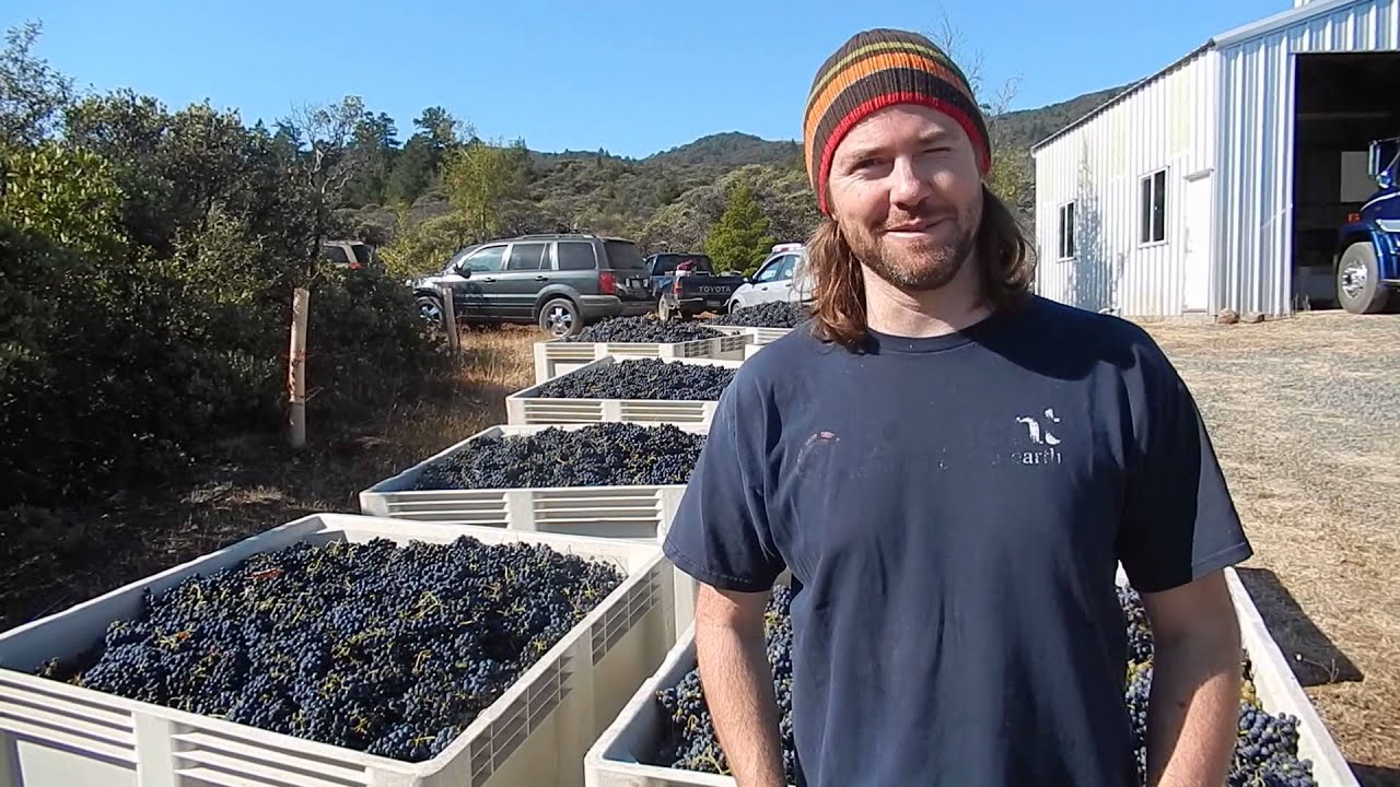 Kevin Kelly discusses 2013 Grape Harvest