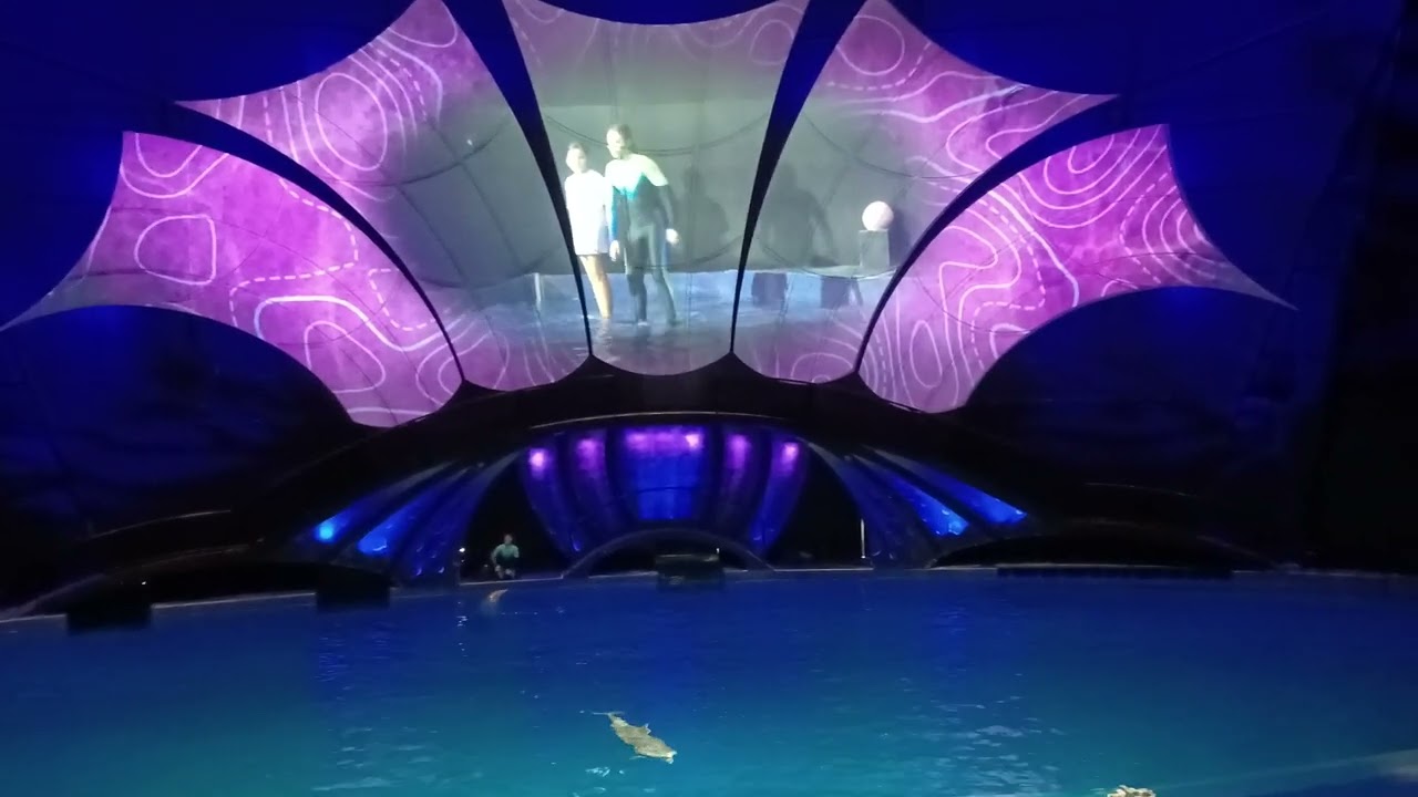 Atlanta aquarium dolphin showcase part 1