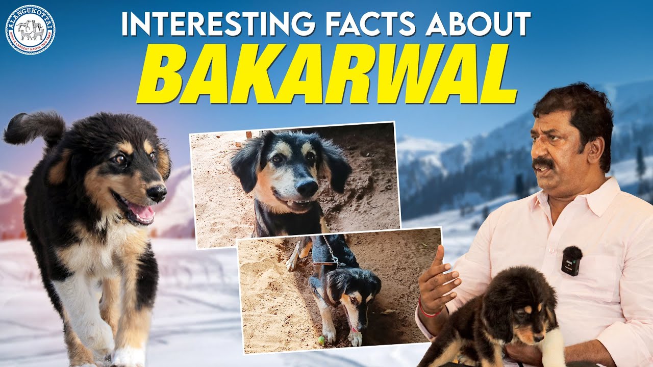 Interesting Facts About Bakarwal 🐕| Alangu Dog Farm