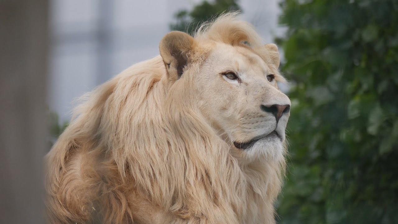 Paul & Lynsey's Zoo Tour #45 The Big Cat Sanctuary