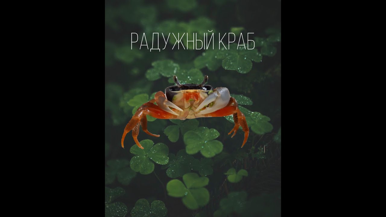 ВЛАДЕЛЕЦ ЗООПАРКА/радужный краб/уход, содержание, плюсы и минусы