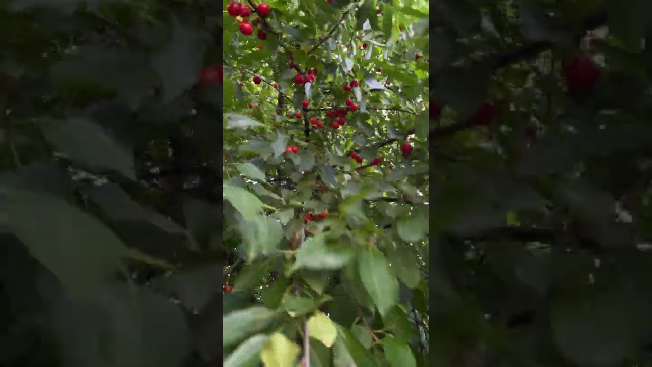 Foraging Wild Herbs | Washing, Drying & Preparing Nature's Gifts