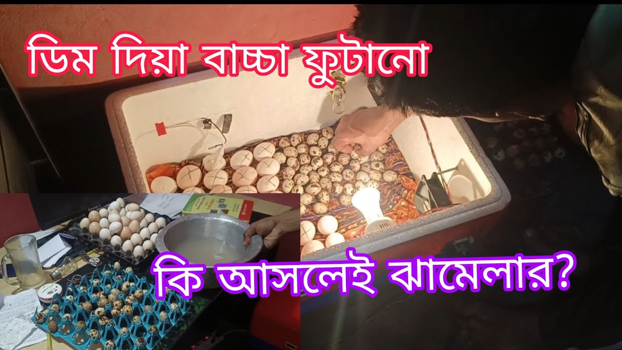 ডিম দিয়া বাচ্চা ফুটানো আসলেই কি ঝামেলার?