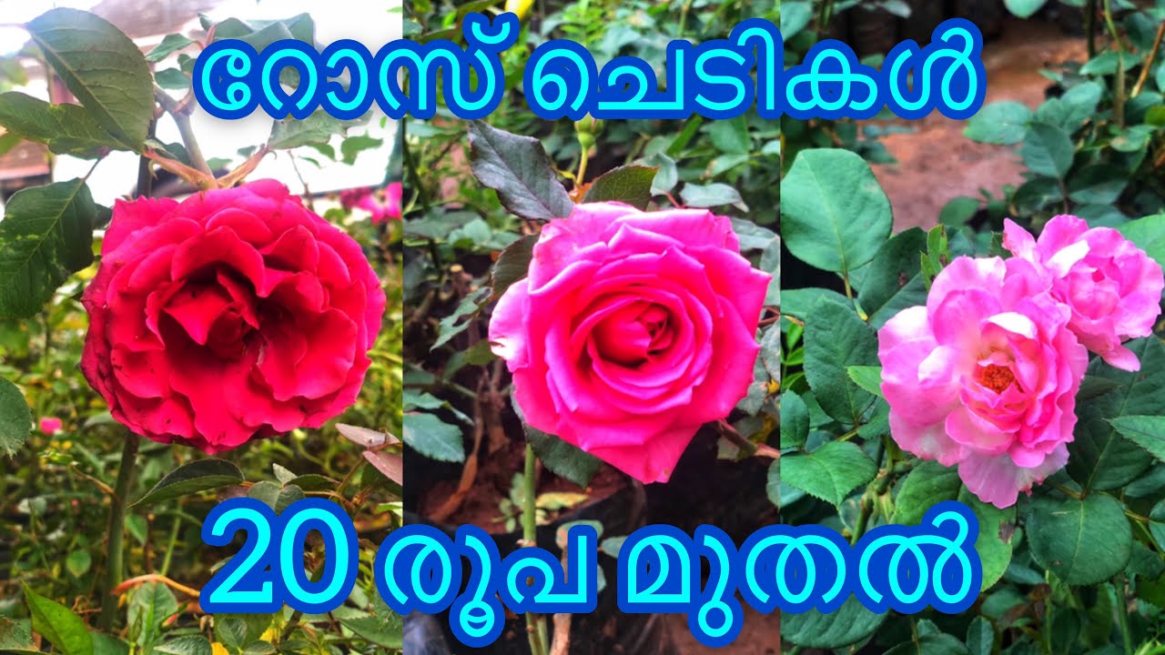 Rose Plants | 20 രൂപ മുതൽ | Panikker Moola Nursery | Jobin Magic World