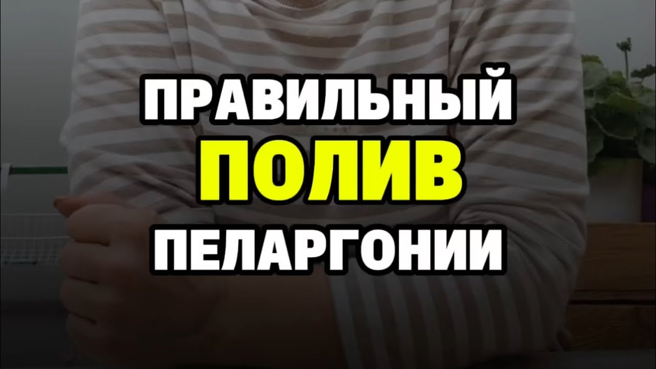 Полив пеларгонии. Как поливать пеларгонию в летний период.