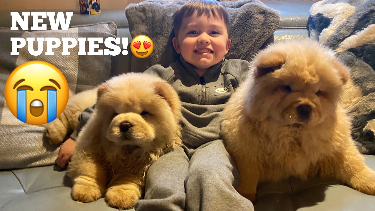 Surprising My Baby With Chow Chow Puppies For His Birthday!!! [CUTEST REACTIONS EVER!!]