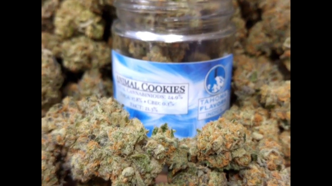 Animal Cookies: Tahoma