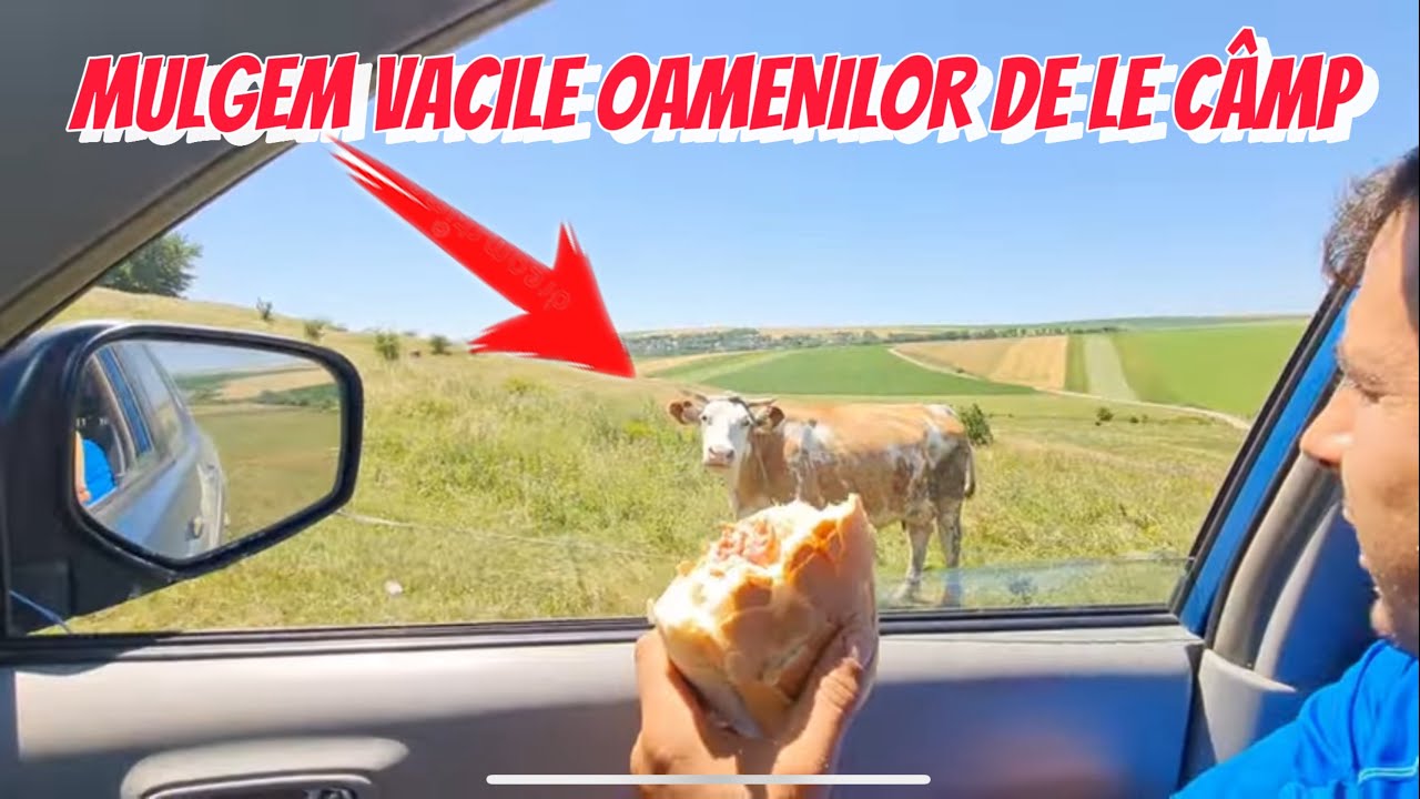 Fugim de la Căsuța din Pădure și Mulgem vacile oamenilor de pe câmp !