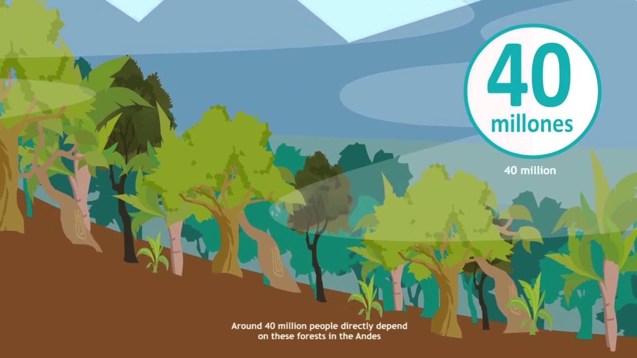 Programa Bosques Andinos (subtitulado)