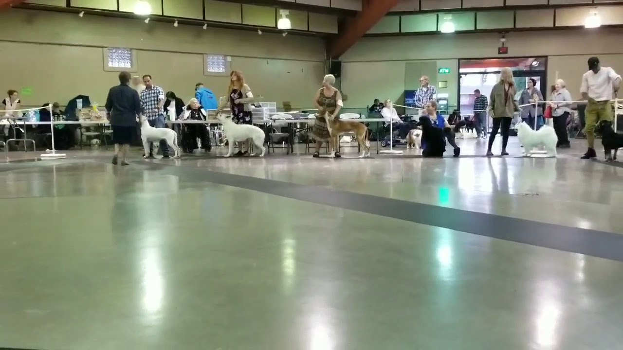 UKC BEST IN SHOW American Bully Romeo O Romeo14k