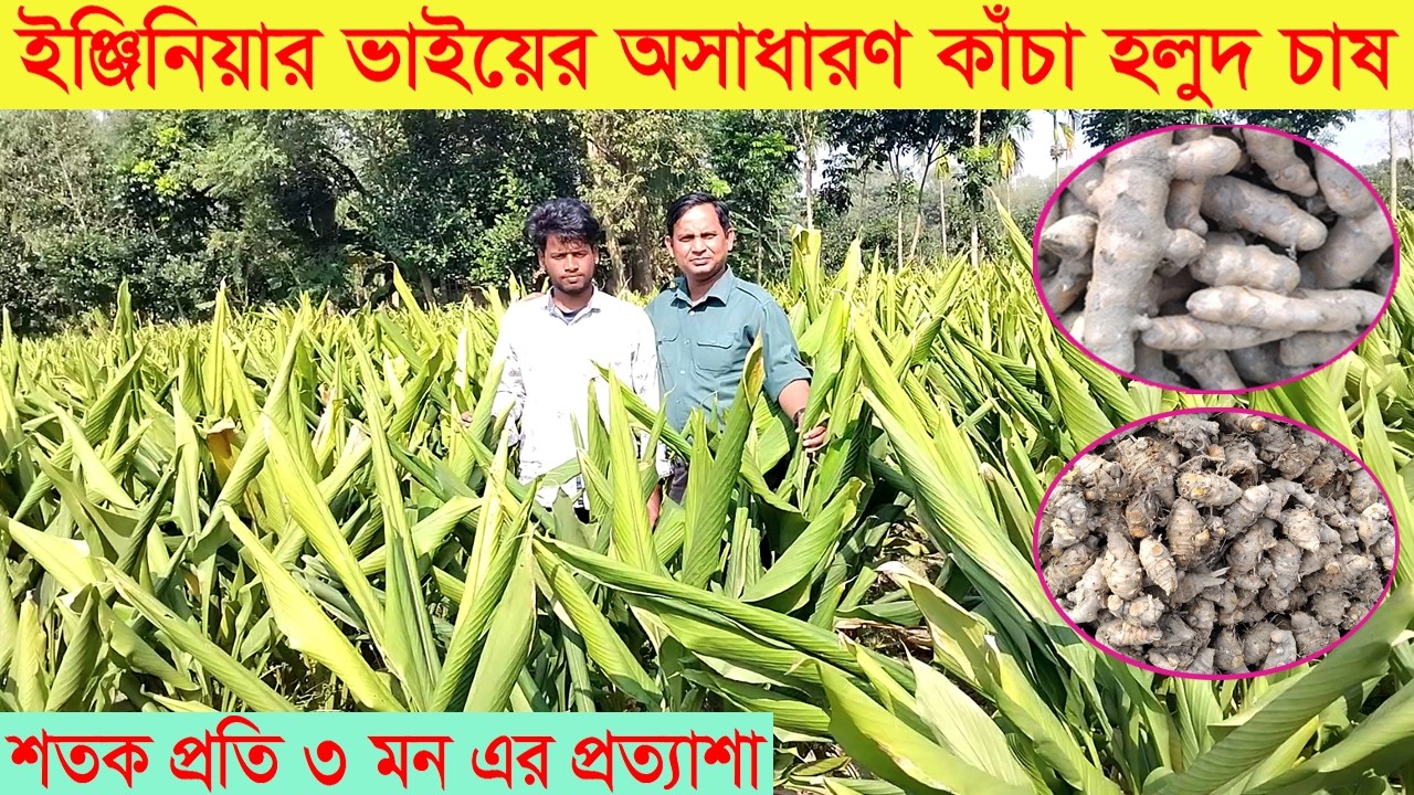 ইঞ্জিনিয়ার ভাই এর অসাধারণ কাঁচা হলুদ চাষ । Holud chas । Turmeric farming । হলুদ চাষ । Swadesh BD