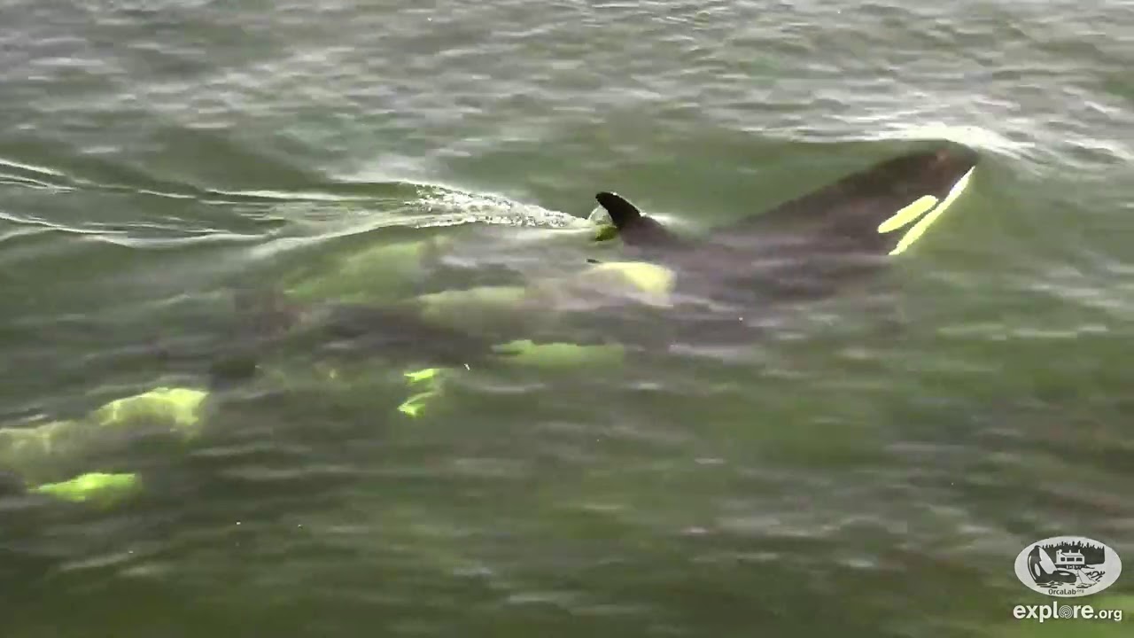 Orca Close Up Captured Live!