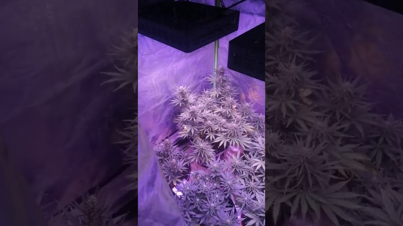 Critical kush auto