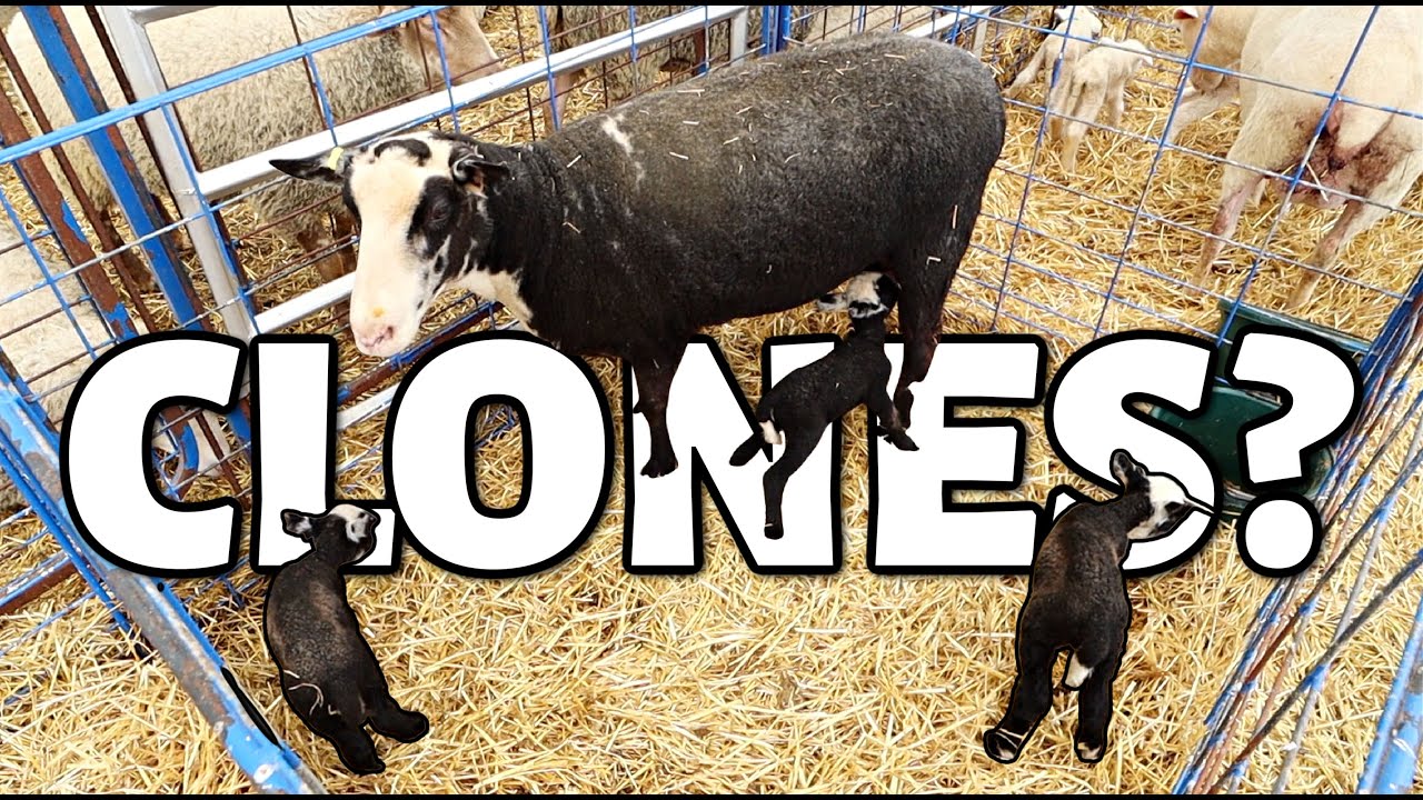 MAMA!  DID EWE JUST GET CLONED!? | ...best surprise EVER! | Vlog 617