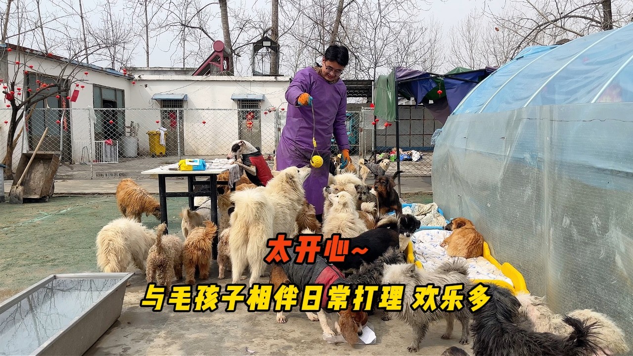 小院的日常給毛孩子們打理剪毛歡樂多！ 一個個鬥智鬥勇太貪吃了