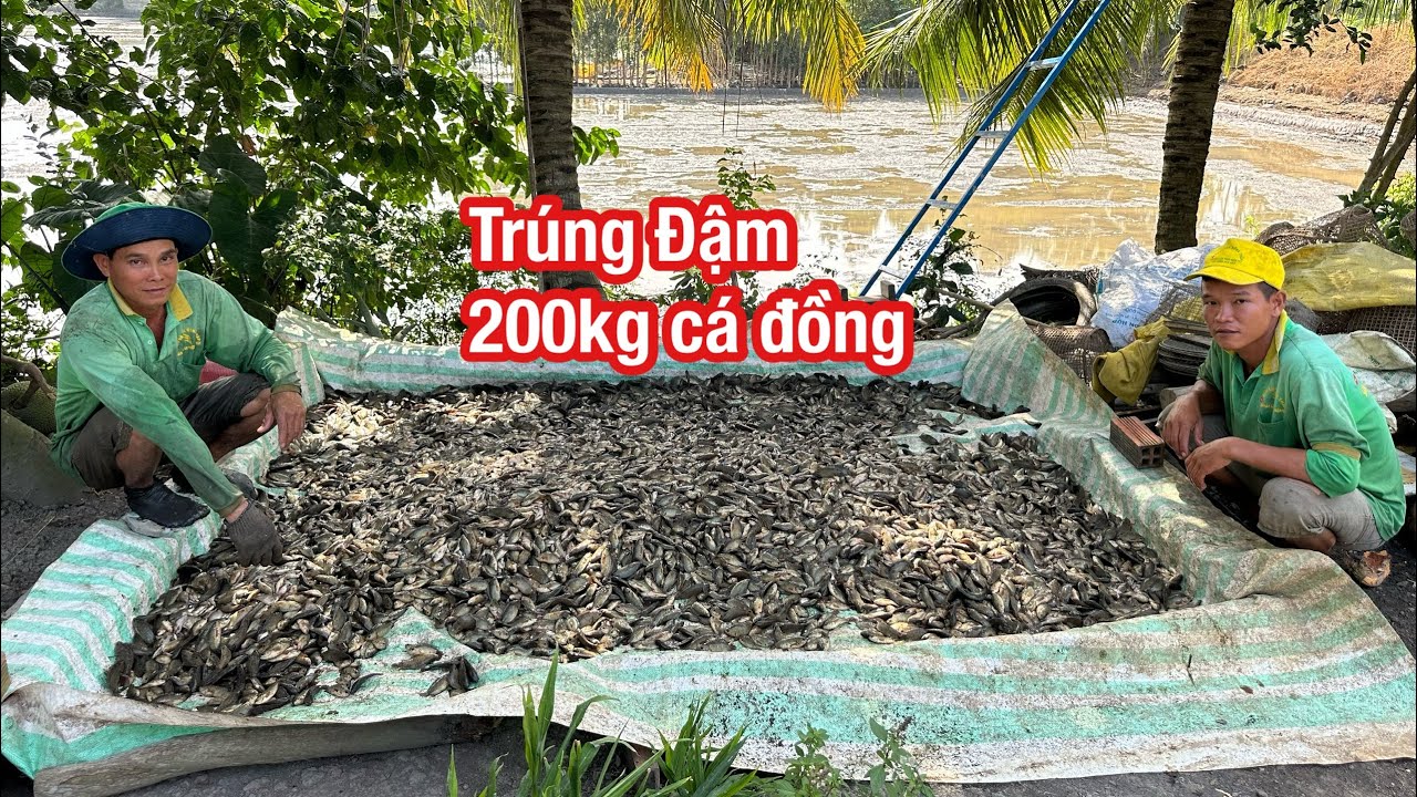 Trúng Đậm 200Kg Cá • Tiếp Tục Bội Thu Ngày Úp 3 Cái Miệng Bọng • Fish | Bông Lúa Đồng Tháp