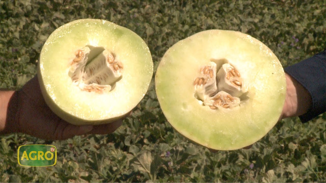 Nuevos melones con calidad certificada en Mendoza (#938 2021-07-24)