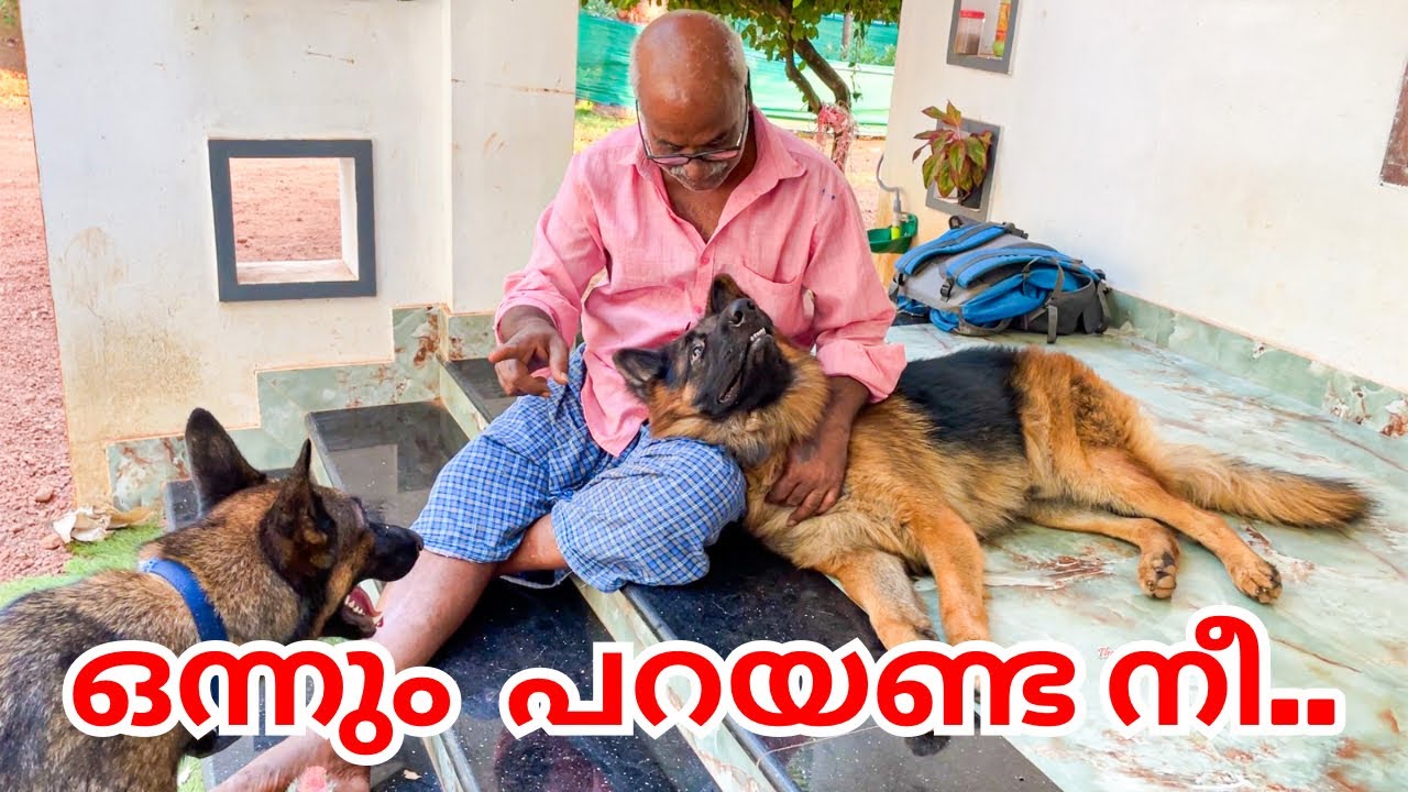 വീണ്ടും സ്കൂളിലേക്ക് 😌|LeoLaika| Back to school | Chottuz