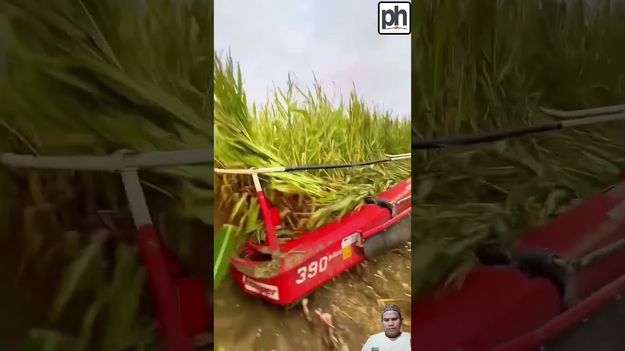 #farming #ukagriculture #automobile #farminguk #agriculture #maizesilage #farm #harvest #fieldfarmer