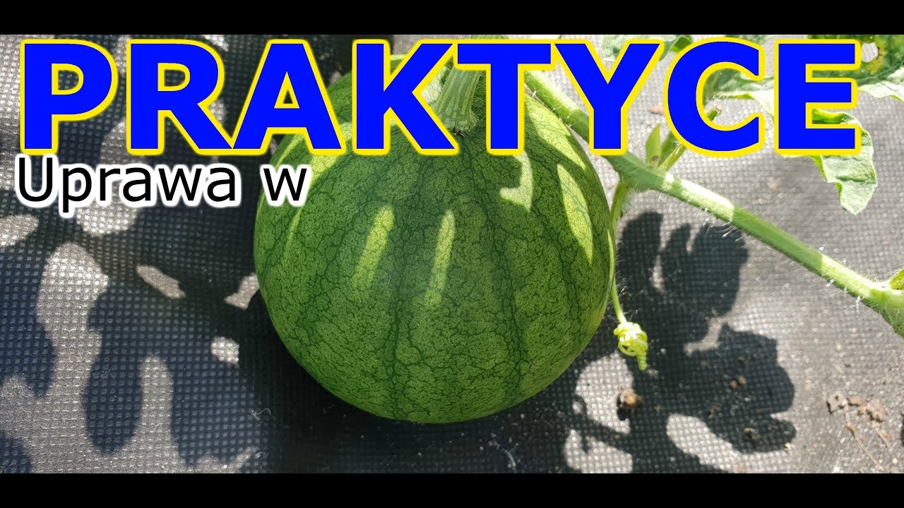 Uprawa w PRAKTYCE | Arbuz i Melon w gruncie w Polsce
