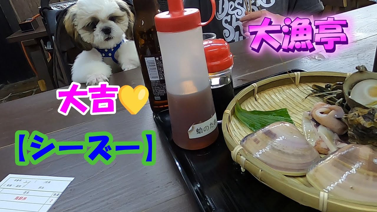 【シーズー】　大吉君と九十九里　大漁亭