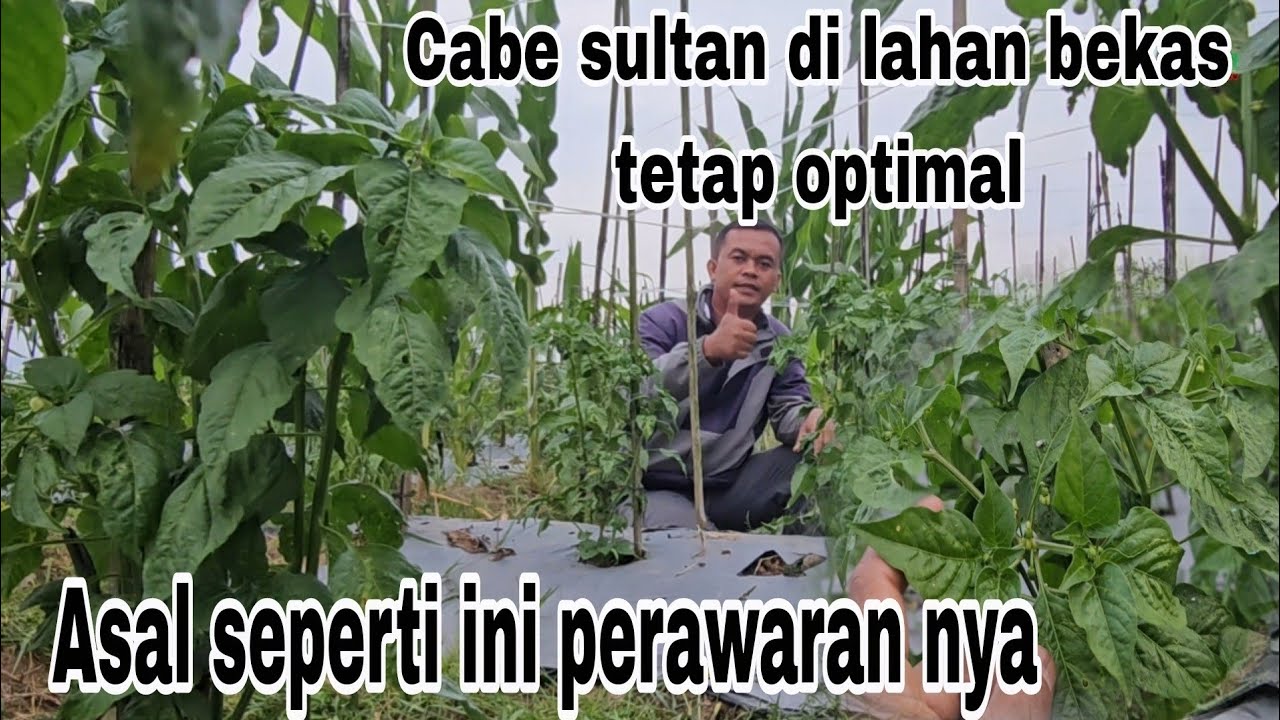 Tutorial perawatan cabai di lahan janda