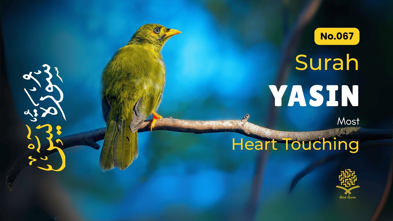 Soothing Surah Yasin for Deep Sleep, Inner Peace, Emotional Healing ✦ Surah Yaseen سورة يس